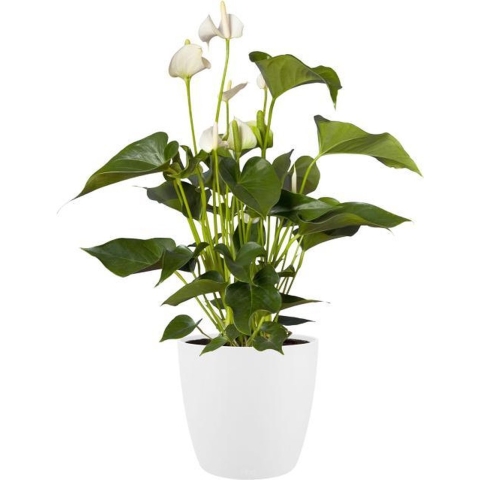 Elho Brussels Bloempot op Wielen 40 cm
