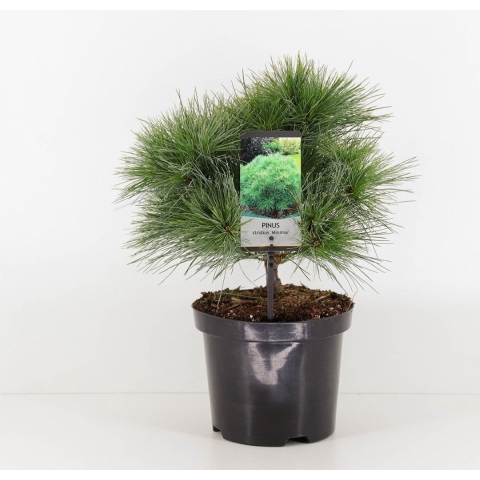 Pinus strobus minima - Warentuin natuurlijk