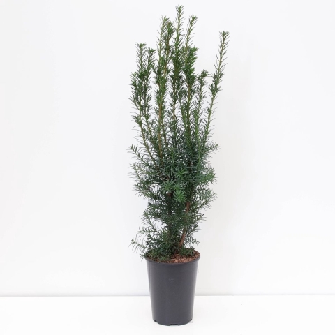 Taxus media hicksii - Warentuin natuurlijk