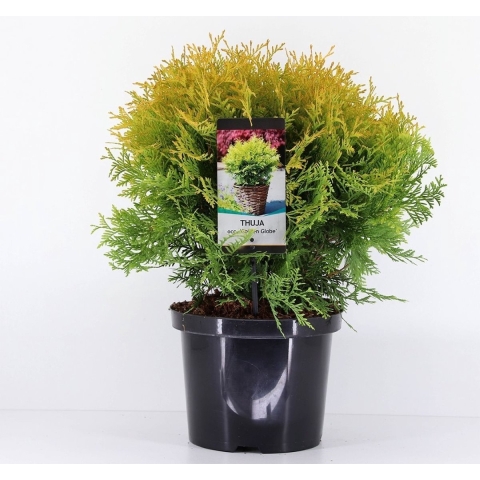 Thuja occidentalis golden globe 30-40 cm - Warentuin natuurlijk