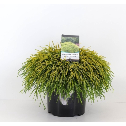 Chamaecyparis pis sungold 45 cm - Warentuin natuurlijk