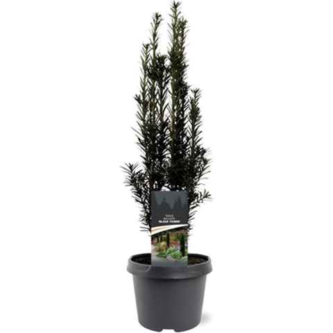 Taxus baccata Black Tower 40-50 cm Conifeer - Warentuin natuurlijk