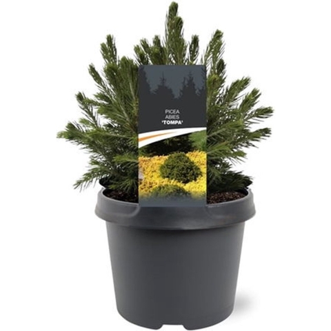Picea abies Tompa 15-20 cm Conifeer - Warentuin natuurlijk
