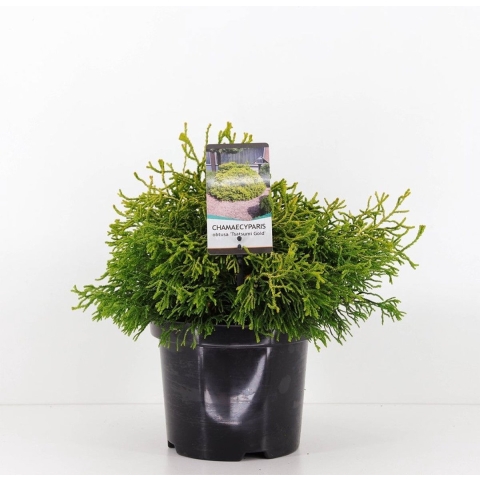 Chamaecyparis obtusa tsatsumi gold 30 cm - Warentuin natuurlijk