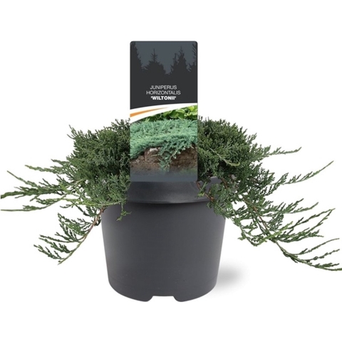 Juniperus hor. Wiltonii 30-40 cm Conifeer - Warentuin natuurlijk