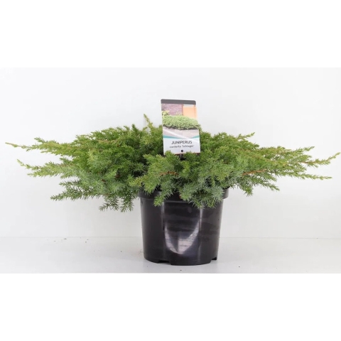 Juniperus conferta schlager 35 cm - Warentuin natuurlijk