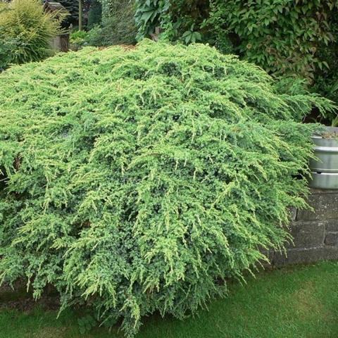 Juniperus squamata holger 45 cm - Warentuin natuurlijk