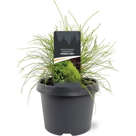 Platycladus orient. Franky Boy 25-30 cm Conifeer - Warentuin natuurlijk