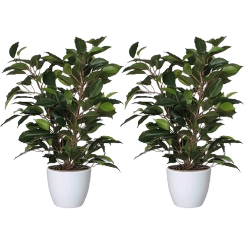 2x stuks groene ficus kunstplant 40 cm met plantenpot glanzend wit D13.5 en H12.5 cm -