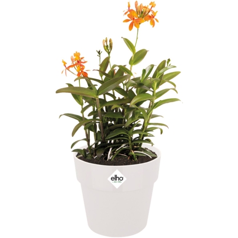 Elho B.For Original Bloempot 25 cm