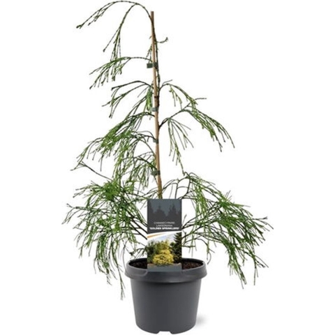 Chamaecyparis law. Golden Sprinklers 40-50 cm Conifeer - Warentuin natuurlijk