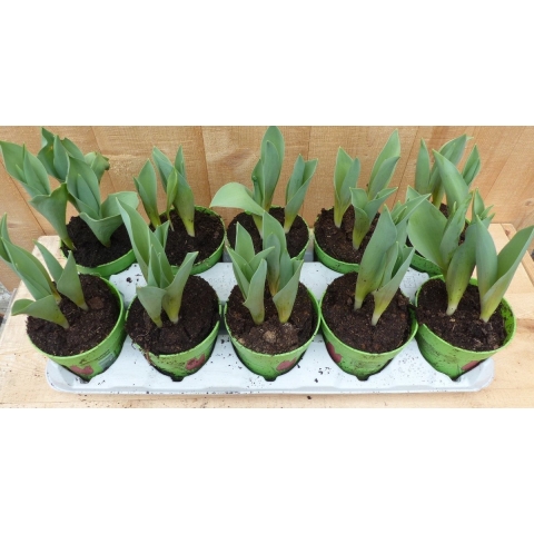Tulpen 10 stuks in potje in tray mix kleuren - Warentuin natuurlijk