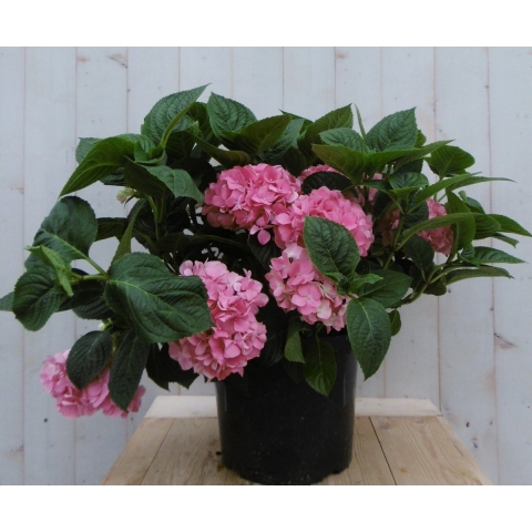 Hortensia Hydrangea roze groot 80 cm - Warentuin natuurlijk