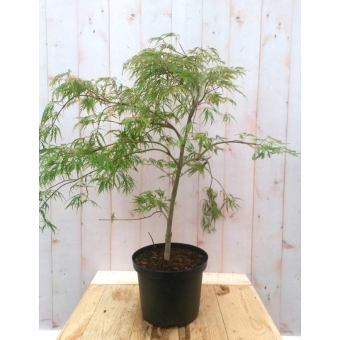 Japanse esdoorn groen smal blad struikje 90 cm - Warentuin natuurlijk