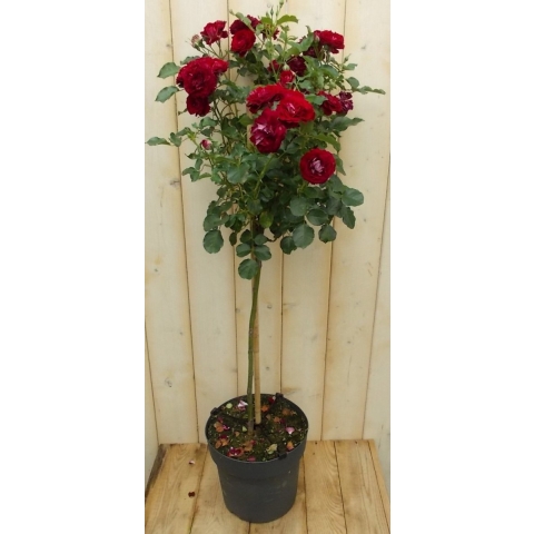 Stamroos 100 cm rood - Warentuin natuurlijk