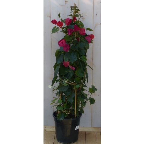 Bougainvillea roze op stok 120 - Warentuin natuurlijk