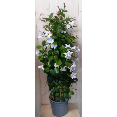 Dipladenia Mandevilla Sundaville wit 140 cm - Warentuin natuurlijk