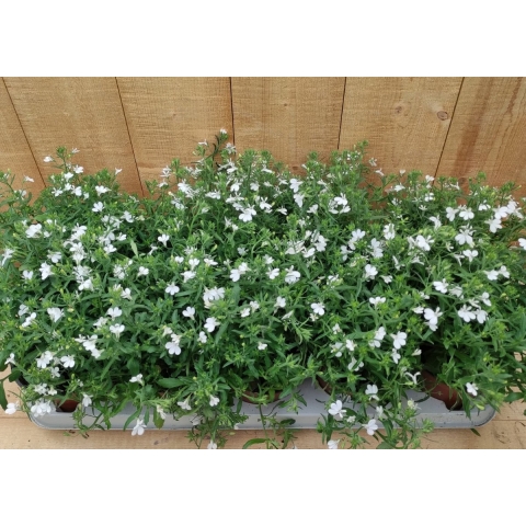 Lobelia s 10 potjes per tray kleur wit - Warentuin natuurlijk