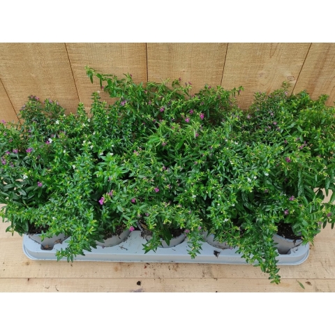 Luciferplant Cuphea 10 potjes per tray kleur mix - Warentuin natuurlijk