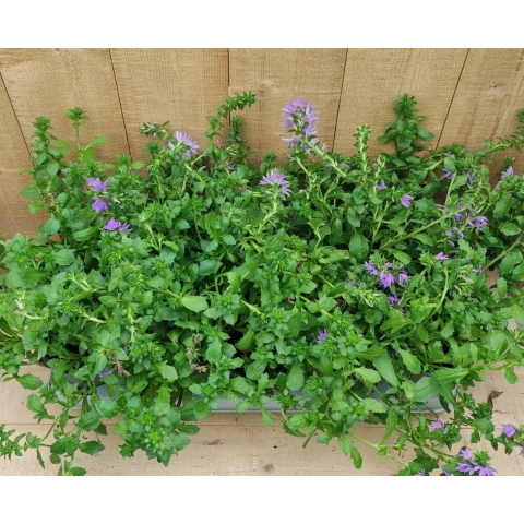 Scaevola Waaierbloem 10 stuks per tray kleur paars - Warentuin natuurlijk