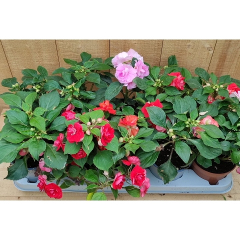 Vlijtig liesje dubbelbloemig Impatiens 10 potjes per tray kleur mix - Warentuin natuurlijk