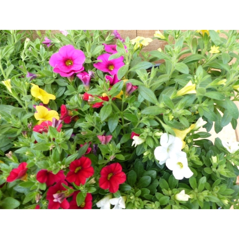 Million bells petunia 10 potjes per tray kleur mix - Warentuin natuurlijk