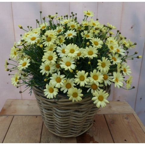 Magriet geel in mand - Warentuin natuurlijk