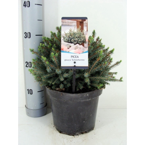Picea glauca echiniformis 20-25 cm - Warentuin natuurlijk