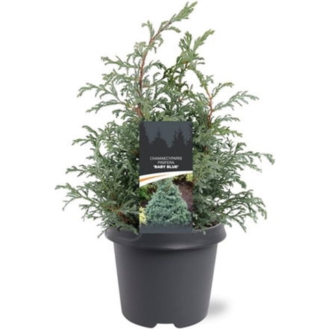 Chamaecyparis pis. Baby Blue 30-40 cm Conifeer - Warentuin natuurlijk