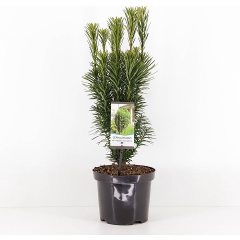 Cephalotaxus harringtonia fastigiata 55 cm - Warentuin natuurlijk