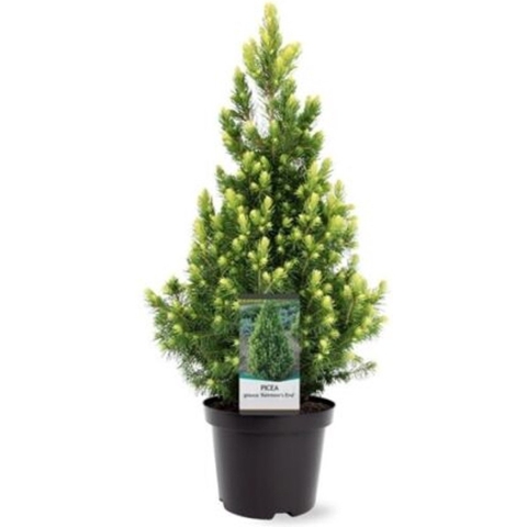 Picea glauca Rainbow s End 30-40 cm Conifeer - Warentuin natuurlijk