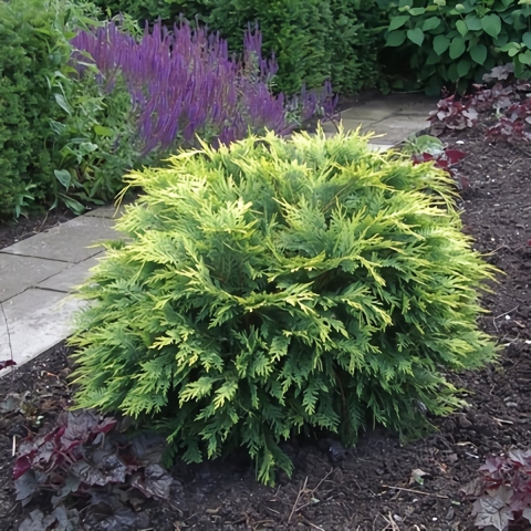 Chamaecyparis law. Sunkist 30-40 cm Conifeer - Warentuin natuurlijk