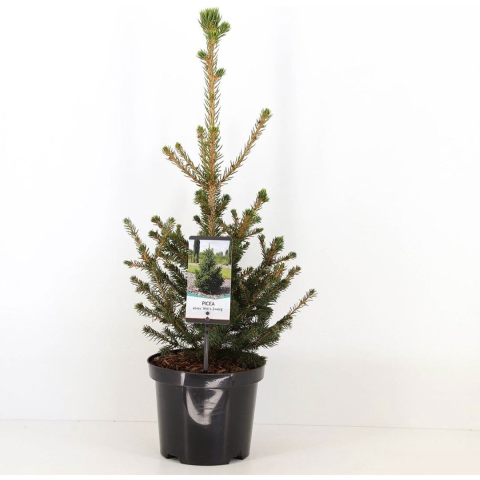 Picea abies wills zwerg - Warentuin natuurlijk