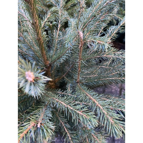 Picea omorika 50-60 cm - Warentuin natuurlijk