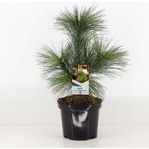 Pinus schwerinii wiethorst - Warentuin natuurlijk
