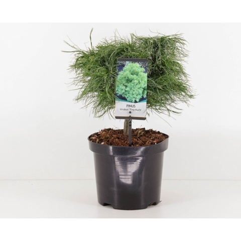 Pinus strobus tiny kurls - Warentuin natuurlijk