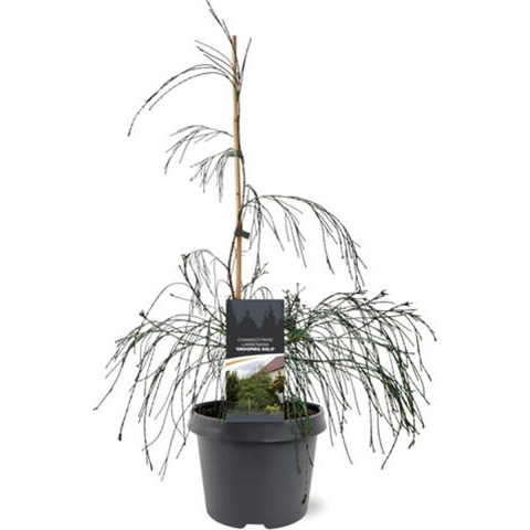 Chamaecyparis law. Drooping Solo 40-50 cm Conifeer - Warentuin natuurlijk