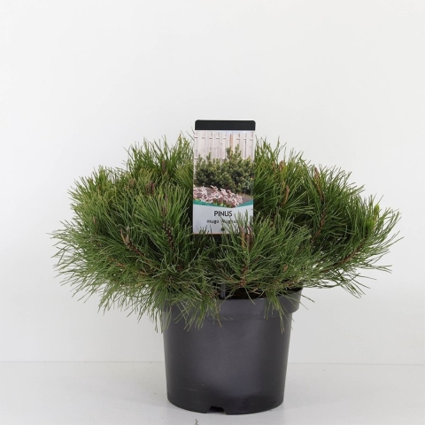 Pinus mugo mughus 30-40 cm - Warentuin natuurlijk