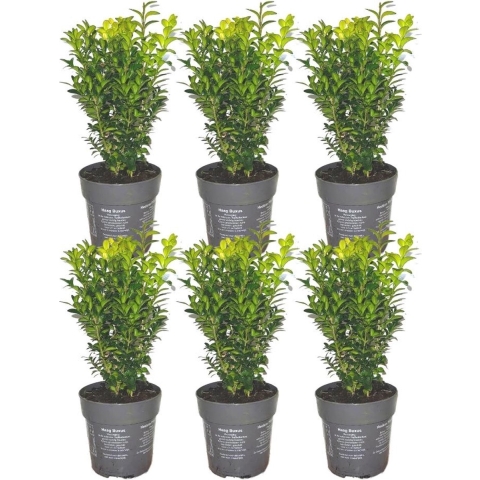 Plants by Frank - 1 meter buxushaag | 6 winterharde Buxus Sempervirens planten voor een groenblijvende haag| Vers van de kwekerij