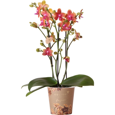 Kolibri Orchids | oranje geurende Phalaenopsis orchidee - Fragrance orange - potmaatØ12cm | bloeiende kamerplant - vers van de kweker