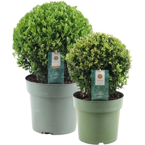 Plants by Frank | echte hulstplant in bolvorm | 1x Ilex crenata'Jenny'bol 20 cmØ&1x bol 25 cmØ | set van 2 stuks | 20-25 cm Ø diameter | buxusvervanger | Ilex | tuinplanten | planten