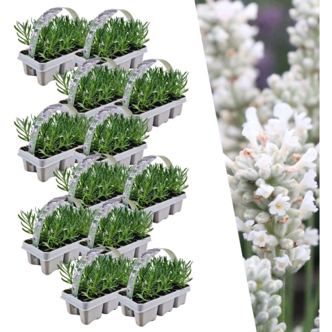 Plants by Frank | 72 witte Lavendelplanten | Vaste planten | Tuinplanten | 72 xØ7 cm | 15 cm | Lavendelplant winterhard | planten