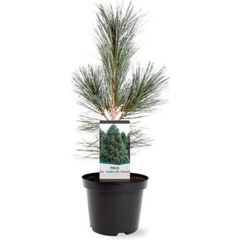 Pinus flexilis VanderWolf s Pyramid 30-40 cm Conifeer - Warentuin natuurlijk