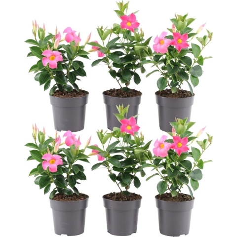 Plants by Frank | Set van 6 Mandevilla roze Planten | 6 x Dipladenia roze | 6 xØ12 cm - ↕25 cm