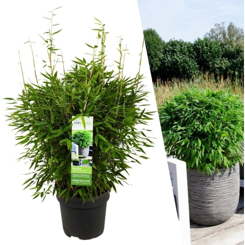 Plants by Frank | XL Bamboe Plant | 1 x Fargesia moontears'Boobux'Ø29 cm - 70 cm - Winterharde Bamboe Planten - Niet woekerende bamboe - Bambusa - Tuinplanten