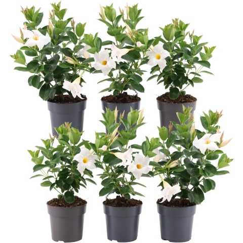 Plants by Frank | Set van 6 Mandevilla wit Planten | 6 x Dipladenia Wit | 6 xØ12 cm - ↕25 cm