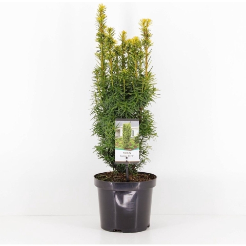 Taxus baccata david 40-50 cm - Warentuin natuurlijk