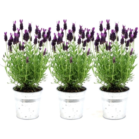 Plants by Frank - Set van 3 Franse lavendelplanten in sierpot'Old Look'- 3 x Lavandula stoechas Anouk® 13 cm pot - Lavendelplant - Vers van de kwekerij Geleverd