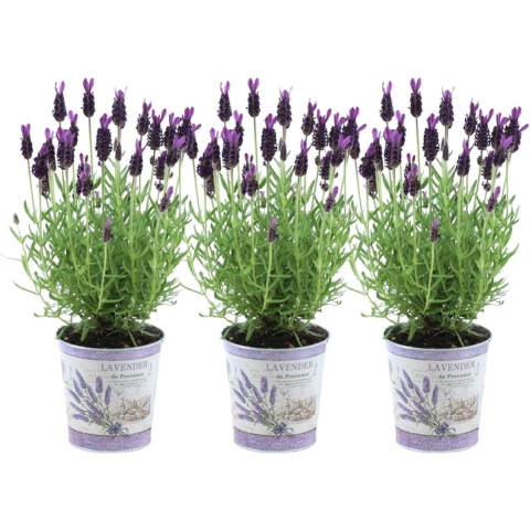Plants by Frank - Set van 3 Franse lavendelplanten in sierpot'Deluxe'- 3 x Lavandula stoechas Anouk® 13 cm pot - Lavendelplant - Vers van de kwekerij Geleverd
