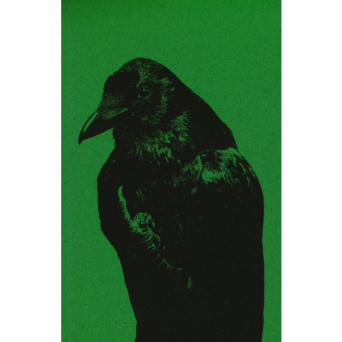 Flipping the Bird (Paperback)